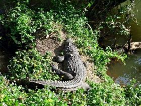 タイ,ニュース,2017年,カオヤイ,カオヤイ国立公園,旅行者,ワニ,怪我,Khao Yai,避暑地,観光地