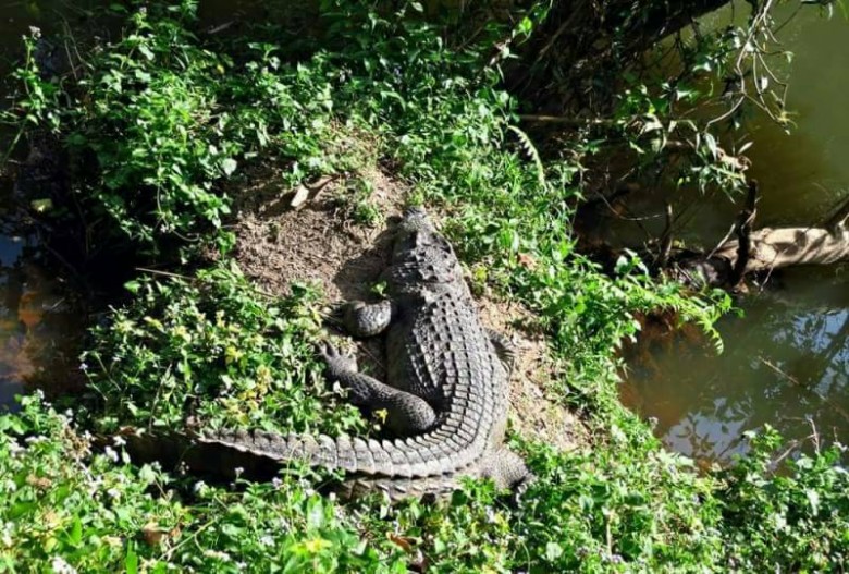 タイ,ニュース,2017年,カオヤイ,カオヤイ国立公園,旅行者,ワニ,怪我,Khao Yai,避暑地,観光地