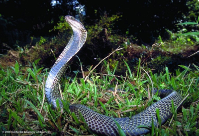 タイ,ニュース,2017年,カオヤイ,カオヤイ国立公園,旅行者,ワニ,怪我,Khao Yai,避暑地,観光地