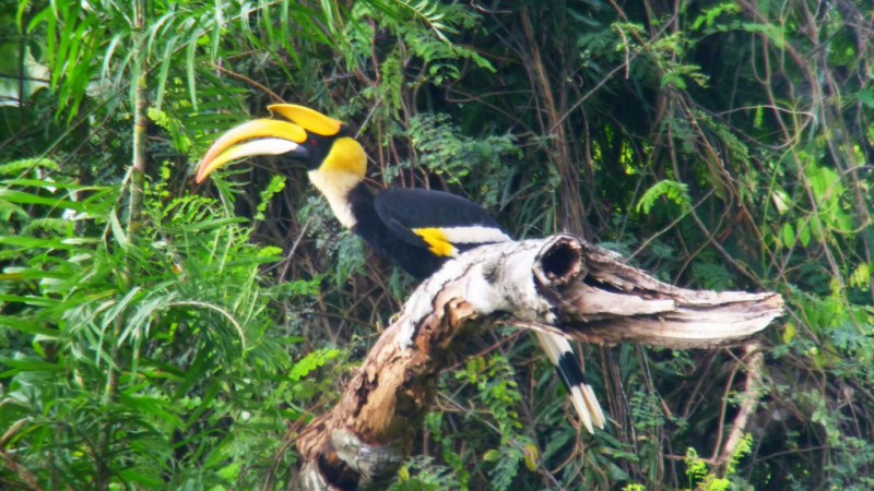 タイ,ニュース,2017年,カオヤイ,カオヤイ国立公園,旅行者,ワニ,怪我,Khao Yai,避暑地,観光地