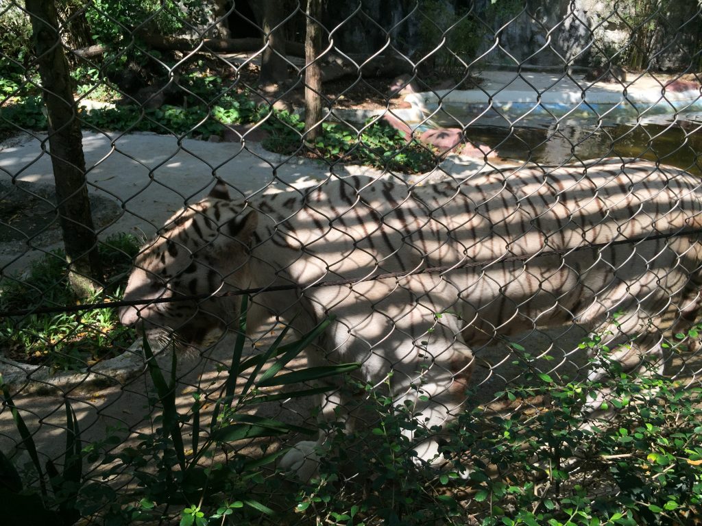 Marine Park,マリンパーク,サファリワールド,キリン,ゾウ,ホワイトタイガー,タイ,バンコク,動物園,日帰り,旅行,ツアー,家族連れ,子供連れ,観光,スポット,おすすめ,楽しい
