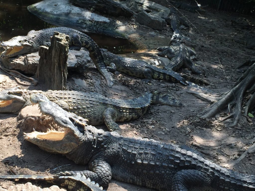 Marine Park,マリンパーク,サファリワールド,キリン,ゾウ,ホワイトタイガー,タイ,バンコク,動物園,日帰り,旅行,ツアー,家族連れ,子供連れ,観光,スポット,おすすめ,楽しい
