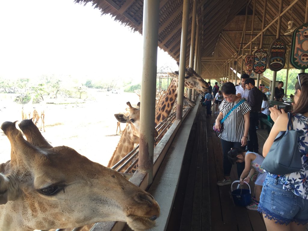 Marine Park,マリンパーク,サファリワールド,キリン,ゾウ,ホワイトタイガー,タイ,バンコク,動物園,日帰り,旅行,ツアー,家族連れ,子供連れ,観光,スポット,おすすめ,楽しい