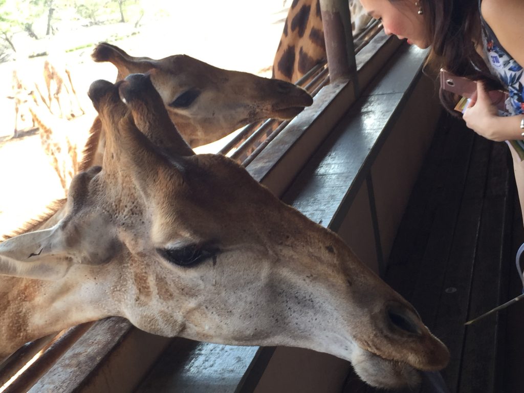 Marine Park,マリンパーク,サファリワールド,キリン,ゾウ,ホワイトタイガー,タイ,バンコク,動物園,日帰り,旅行,ツアー,家族連れ,子供連れ,観光,スポット,おすすめ,楽しい