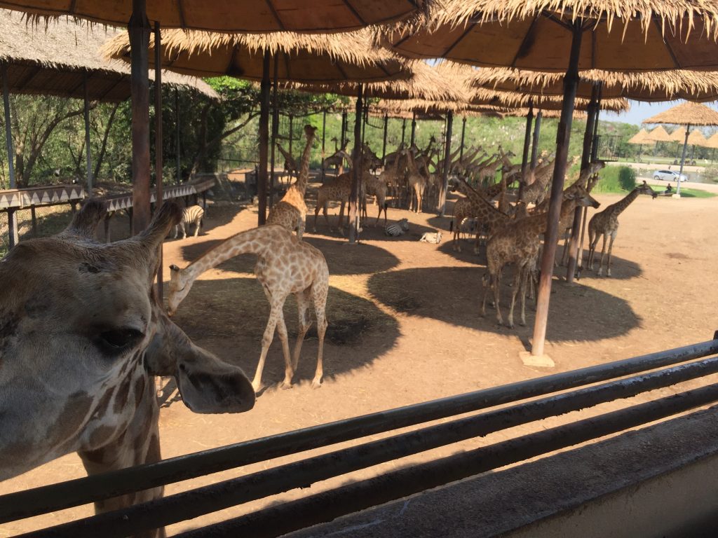 Marine Park,マリンパーク,サファリワールド,キリン,ゾウ,ホワイトタイガー,タイ,バンコク,動物園,日帰り,旅行,ツアー,家族連れ,子供連れ,観光,スポット,おすすめ,楽しい