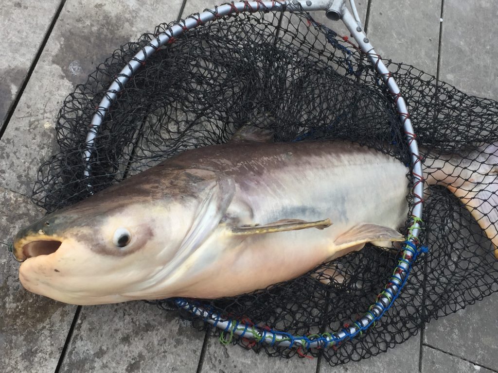 บึงสำราญ จังหวัด กรุงเทพมหานคร,Bungsamran Fishing Park,ブンサムラン・フィッシングパーク,タイ,バンコク,釣り,フィッシング,魚釣り,メコンオオナマズ,怪魚ハンター,旅行,観光,おすすめ,楽しい,グルメ,タイ料理2017年,最新,情報,移転,閉鎖