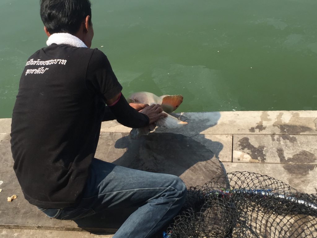 บึงสำราญ จังหวัด กรุงเทพมหานคร,Bungsamran Fishing Park,ブンサムラン・フィッシングパーク,タイ,バンコク,釣り,フィッシング,魚釣り,メコンオオナマズ,怪魚ハンター,旅行,観光,おすすめ,楽しい,グルメ,タイ料理2017年,最新,情報,移転,閉鎖