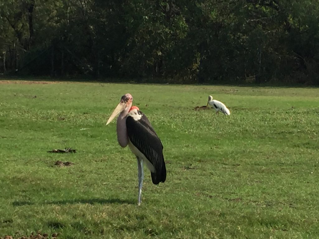 サファリワールド,Safari World,バンコク,動物園,日帰り,観光,ツアー,旅行,家族連れ,子供連れ,おすすめ,スポット,サファリパーク,