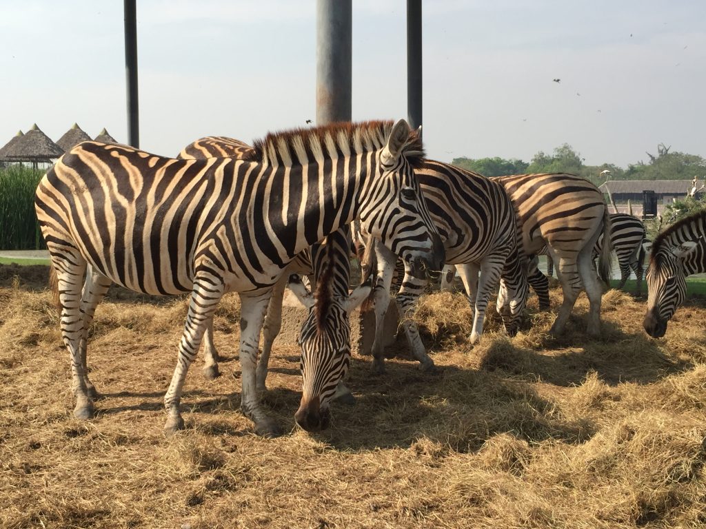 サファリワールド,Safari World,バンコク,動物園,日帰り,観光,ツアー,旅行,家族連れ,子供連れ,おすすめ,スポット,サファリパーク,