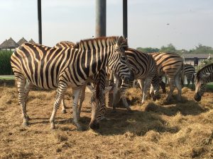 サファリワールド,Safari World,バンコク,動物園,日帰り,観光,ツアー,旅行,家族連れ,子供連れ,おすすめ,スポット,サファリパーク,