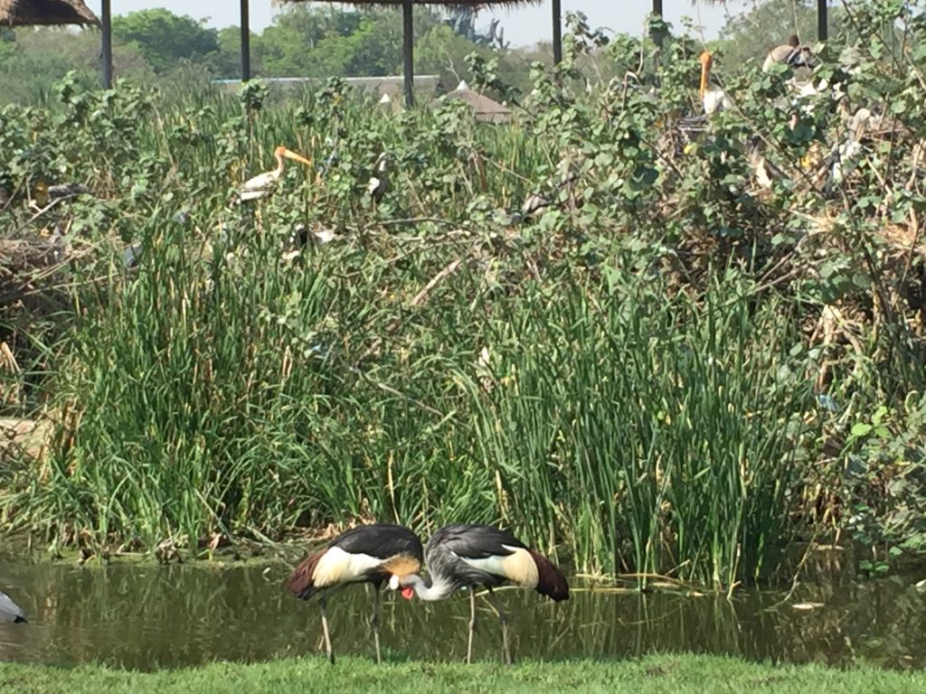 サファリワールド,Safari World,バンコク,動物園,日帰り,観光,ツアー,旅行,家族連れ,子供連れ,おすすめ,スポット,サファリパーク,