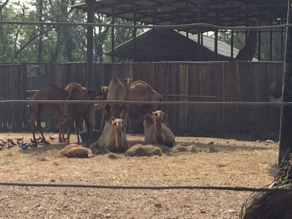 サファリワールド,Safari World,バンコク,動物園,日帰り,観光,ツアー,旅行,家族連れ,子供連れ,おすすめ,スポット,サファリパーク,