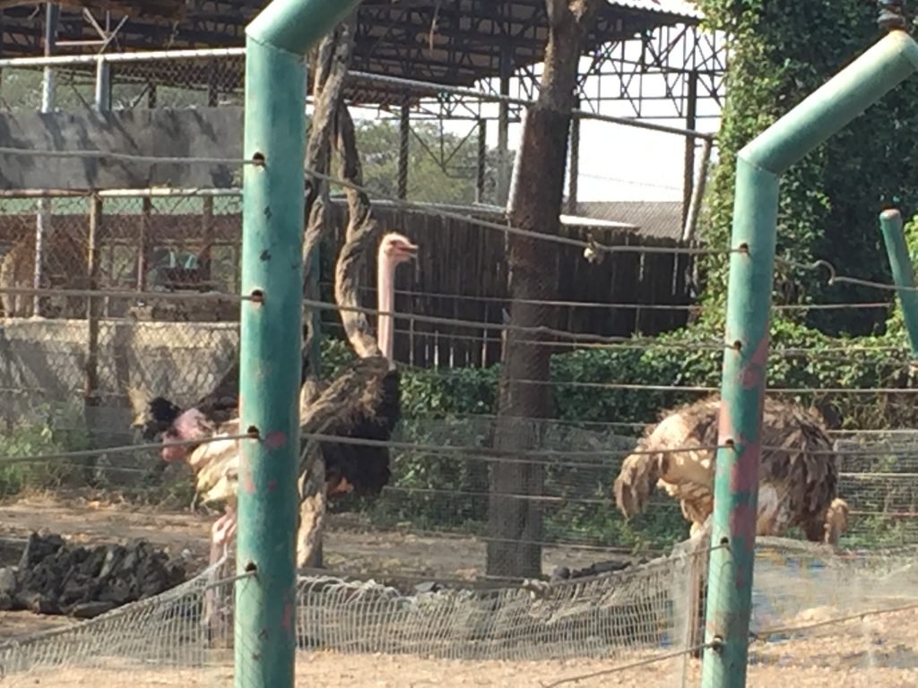 サファリワールド,Safari World,バンコク,動物園,日帰り,観光,ツアー,旅行,家族連れ,子供連れ,おすすめ,スポット,サファリパーク,