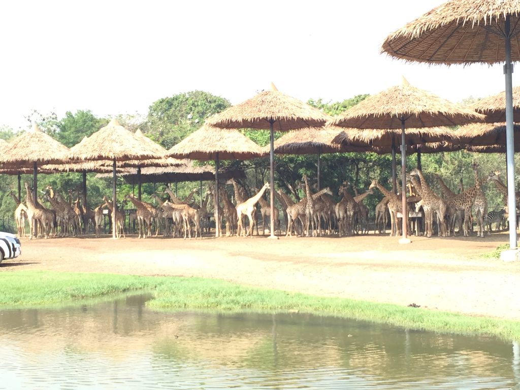 サファリワールド,Safari World,バンコク,動物園,日帰り,観光,ツアー,旅行,家族連れ,子供連れ,おすすめ,スポット,サファリパーク,