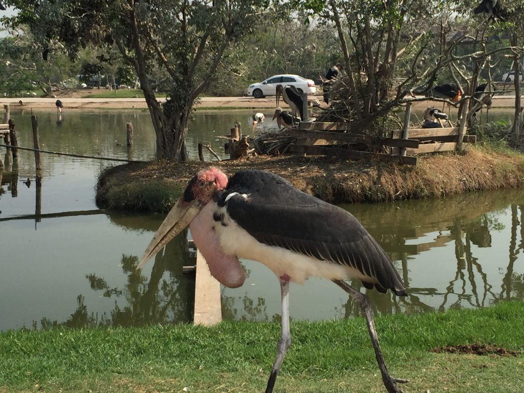 サファリワールド,Safari World,バンコク,動物園,日帰り,観光,ツアー,旅行,家族連れ,子供連れ,おすすめ,スポット,サファリパーク,