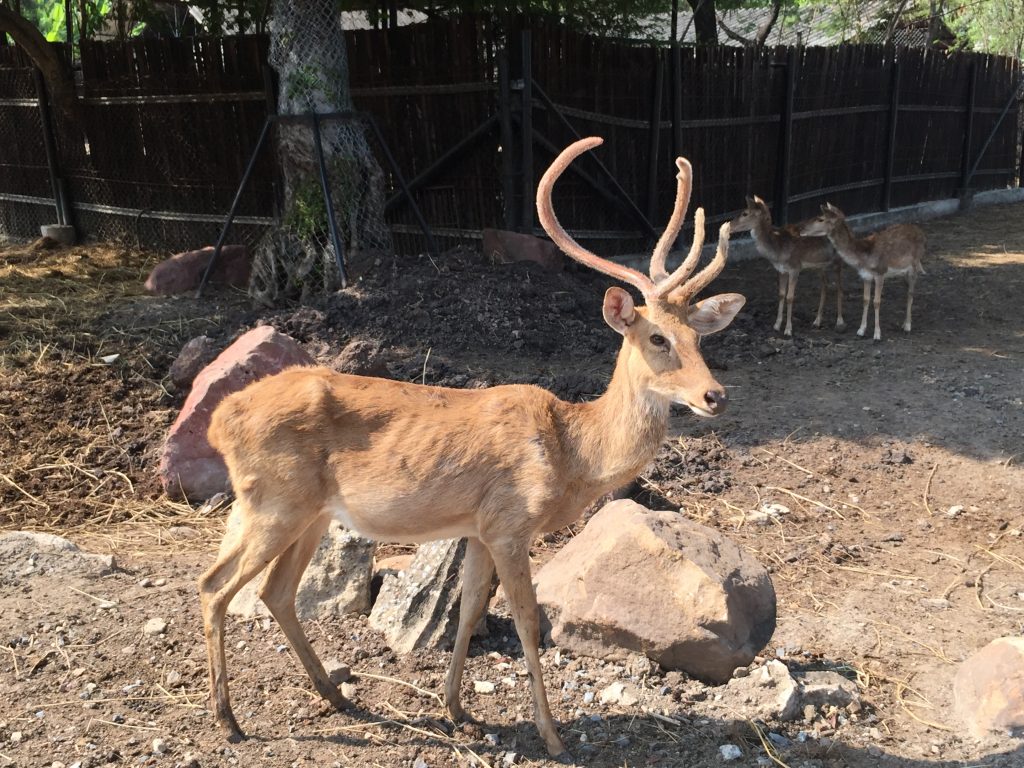 サファリワールド,Safari World,バンコク,動物園,日帰り,観光,ツアー,旅行,家族連れ,子供連れ,おすすめ,スポット,サファリパーク,