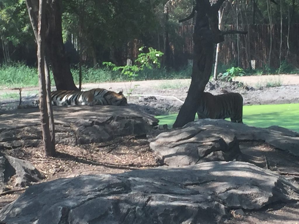 サファリワールド,Safari World,バンコク,動物園,日帰り,観光,ツアー,旅行,家族連れ,子供連れ,おすすめ,スポット,サファリパーク,