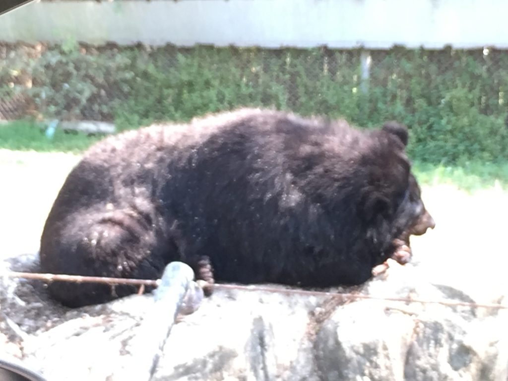 サファリワールド,Safari World,バンコク,動物園,日帰り,観光,ツアー,旅行,家族連れ,子供連れ,おすすめ,スポット,サファリパーク,