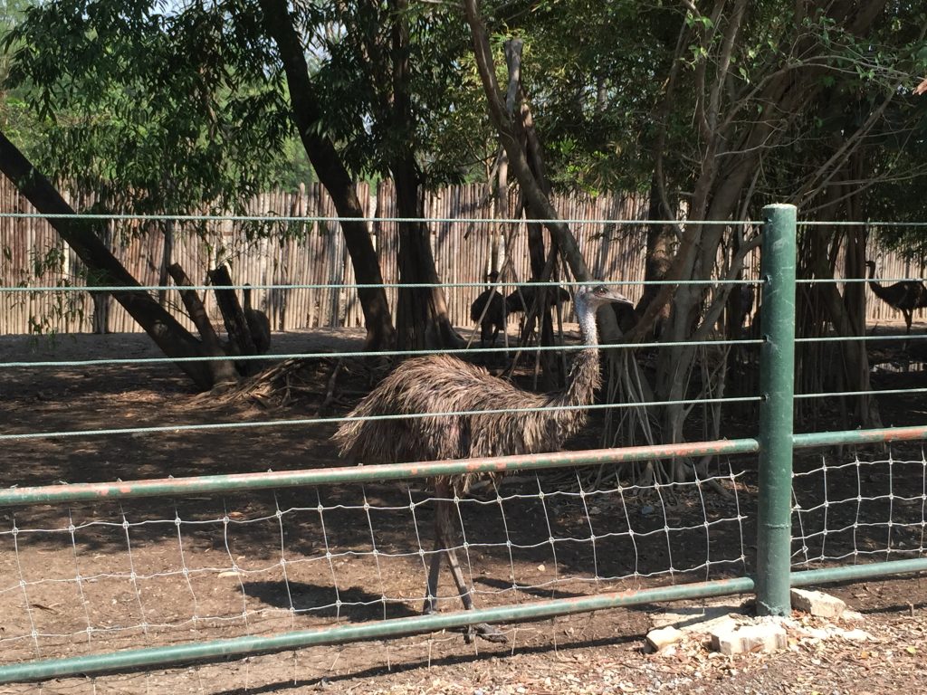 サファリワールド,Safari World,バンコク,動物園,日帰り,観光,ツアー,旅行,家族連れ,子供連れ,おすすめ,スポット,サファリパーク,