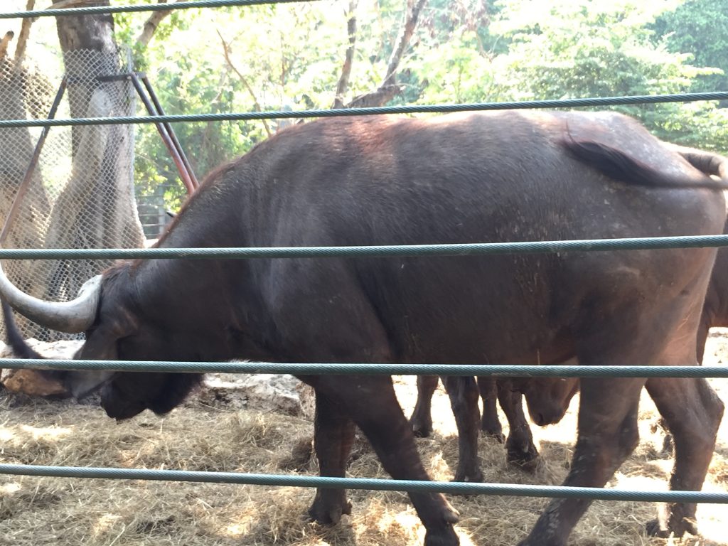 サファリワールド,Safari World,バンコク,動物園,日帰り,観光,ツアー,旅行,家族連れ,子供連れ,おすすめ,スポット,サファリパーク,