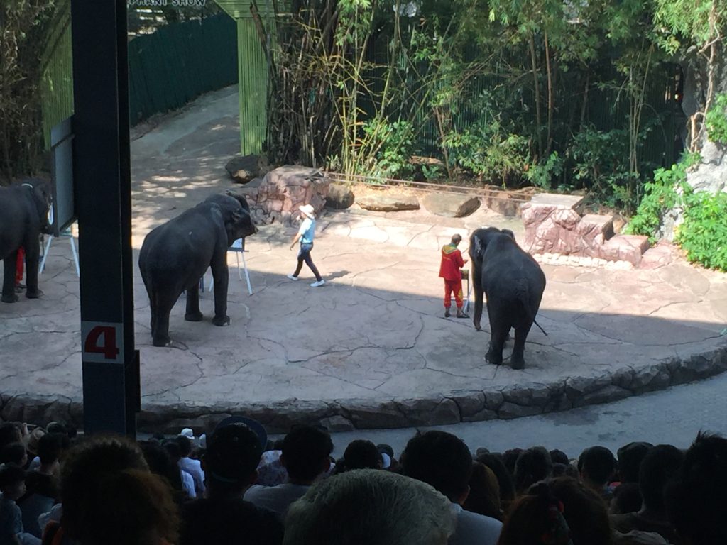Marine Park,マリンパーク,サファリワールド,キリン,ゾウ,ホワイトタイガー,タイ,バンコク,動物園,日帰り,旅行,ツアー,家族連れ,子供連れ,観光,スポット,おすすめ,楽しい