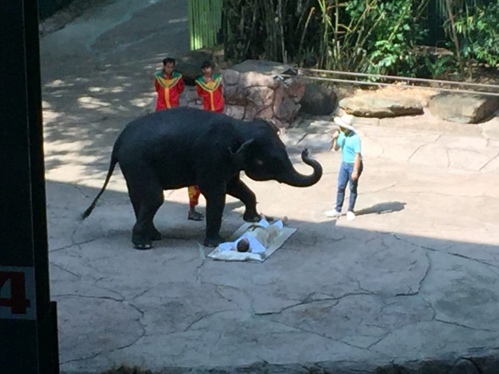 Marine Park,マリンパーク,サファリワールド,キリン,ゾウ,ホワイトタイガー,タイ,バンコク,動物園,日帰り,旅行,ツアー,家族連れ,子供連れ,観光,スポット,おすすめ,楽しい