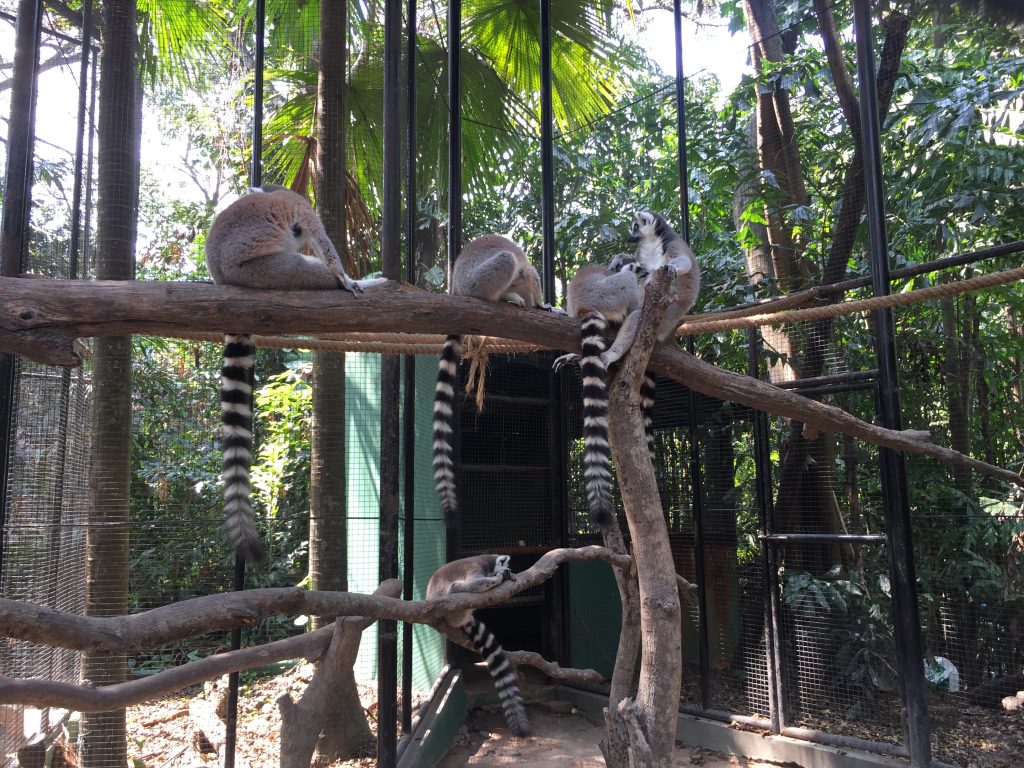 Marine Park,マリンパーク,サファリワールド,キリン,ゾウ,ホワイトタイガー,タイ,バンコク,動物園,日帰り,旅行,ツアー,家族連れ,子供連れ,観光,スポット,おすすめ,楽しい