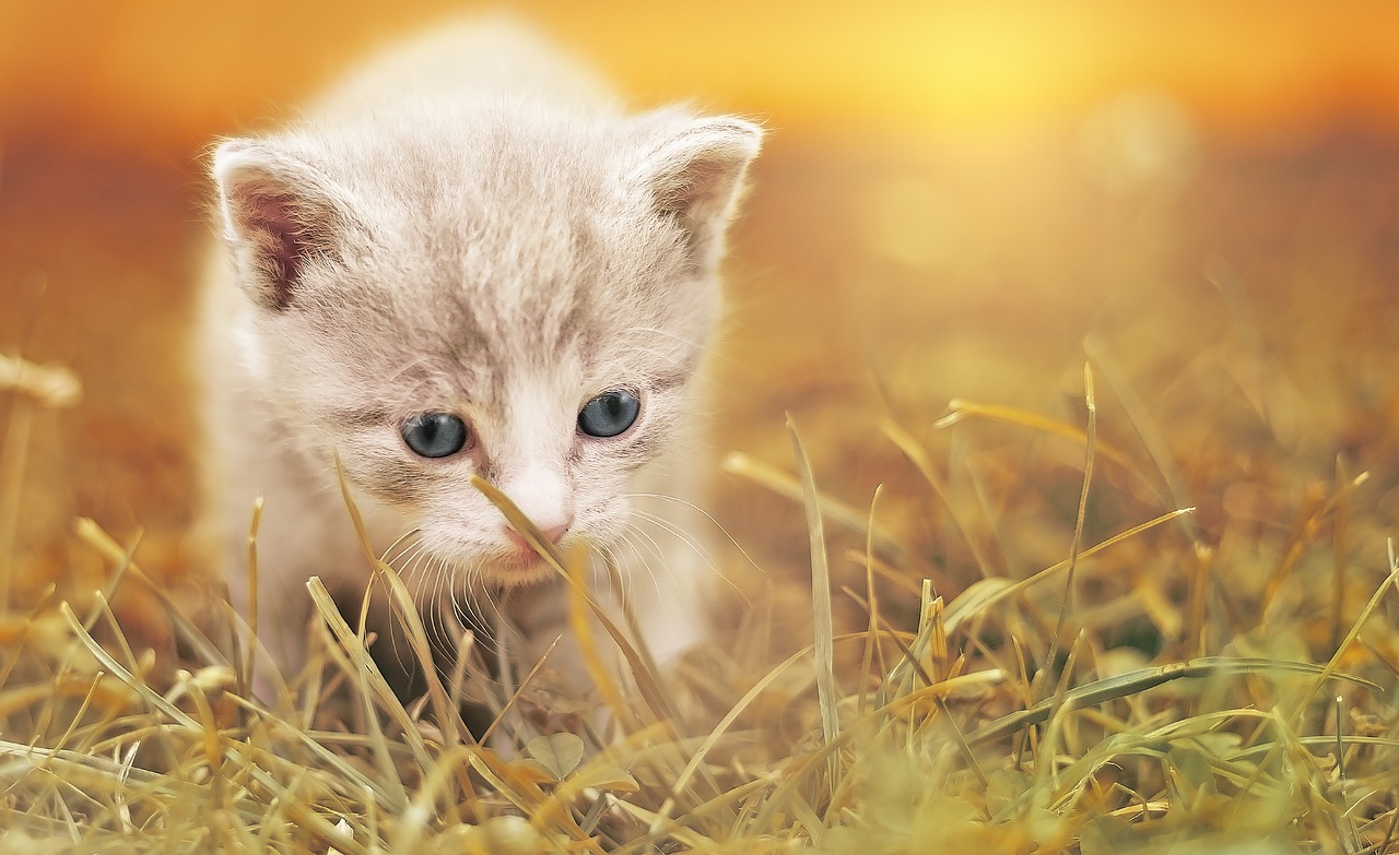 タイ,バンコク,動物,ペット,犬,猫,病院,ホスピタル,治療,病気,おすすめ,Sukhumvit Veterinarians,スクンビット動物病院