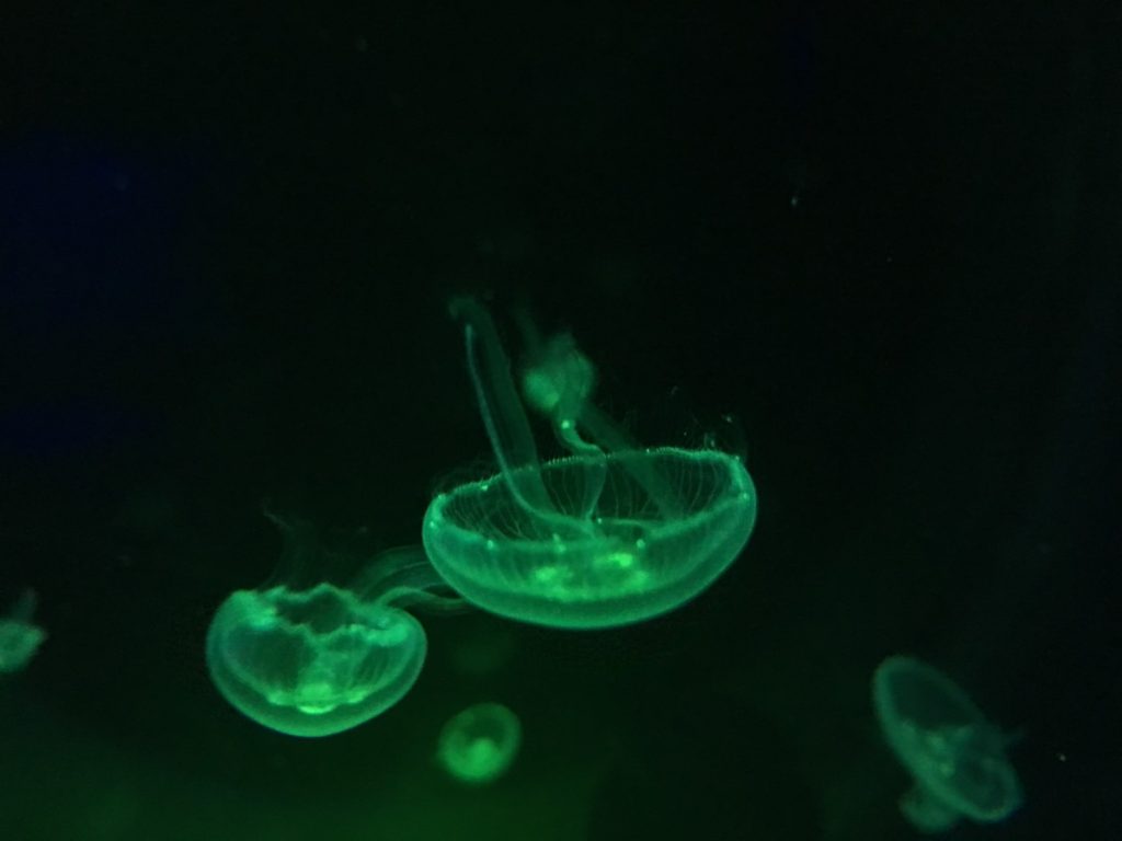 タイ,バンコク,水族館,サイアムオーシャンワールド,シーライフバンコク,サイアム駅,サイアムパラゴン,レジャー,観光,Sea Life Bangkok,ซี ไลฟ์ บางกอก โอเชียนเวิลด์