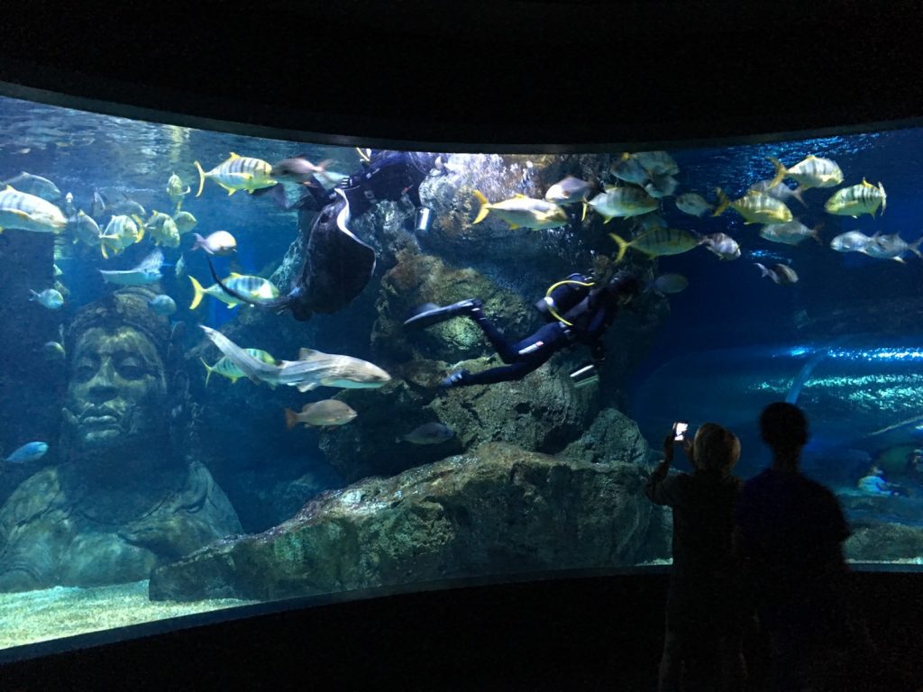 タイ,バンコク,水族館,サイアムオーシャンワールド,シーライフバンコク,サイアム駅,サイアムパラゴン,レジャー,観光,Sea Life Bangkok,ซี ไลฟ์ บางกอก โอเชียนเวิลด์