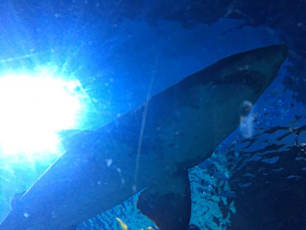 タイ,バンコク,水族館,サイアムオーシャンワールド,シーライフバンコク,サイアム駅,サイアムパラゴン,レジャー,観光,Sea Life Bangkok,ซี ไลฟ์ บางกอก โอเชียนเวิลด์