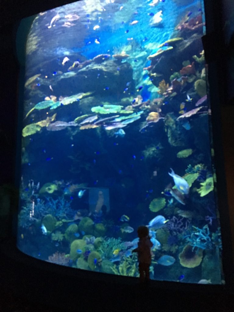 タイ,バンコク,水族館,サイアムオーシャンワールド,シーライフバンコク,サイアム駅,サイアムパラゴン,レジャー,観光,Sea Life Bangkok,ซี ไลฟ์ บางกอก โอเชียนเวิลด์