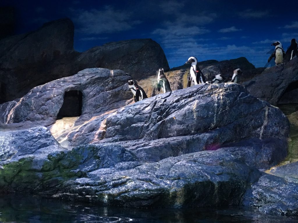 タイ,バンコク,水族館,サイアムオーシャンワールド,シーライフバンコク,サイアム駅,サイアムパラゴン,レジャー,観光,Sea Life Bangkok,ซี ไลฟ์ บางกอก โอเชียนเวิลด์