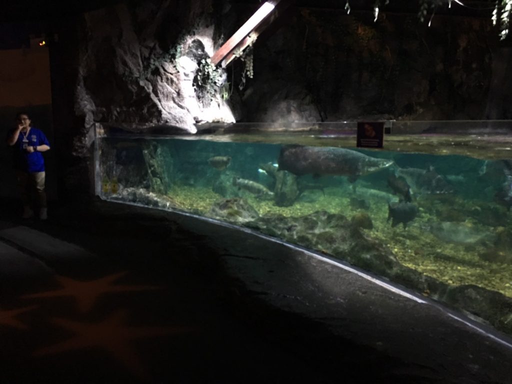 タイ,バンコク,水族館,サイアムオーシャンワールド,シーライフバンコク,サイアム駅,サイアムパラゴン,レジャー,観光,Sea Life Bangkok,ซี ไลฟ์ บางกอก โอเชียนเวิลด์
