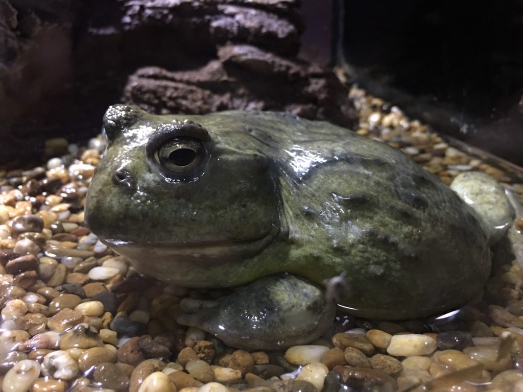 タイ,バンコク,水族館,サイアムオーシャンワールド,シーライフバンコク,サイアム駅,サイアムパラゴン,レジャー,観光,Sea Life Bangkok,ซี ไลฟ์ บางกอก โอเชียนเวิลด์