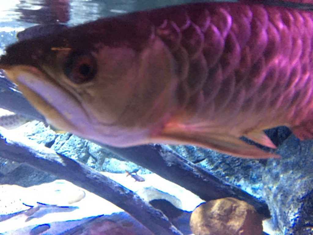 タイ,バンコク,水族館,サイアムオーシャンワールド,シーライフバンコク,サイアム駅,サイアムパラゴン,レジャー,観光,Sea Life Bangkok,ซี ไลฟ์ บางกอก โอเชียนเวิลด์