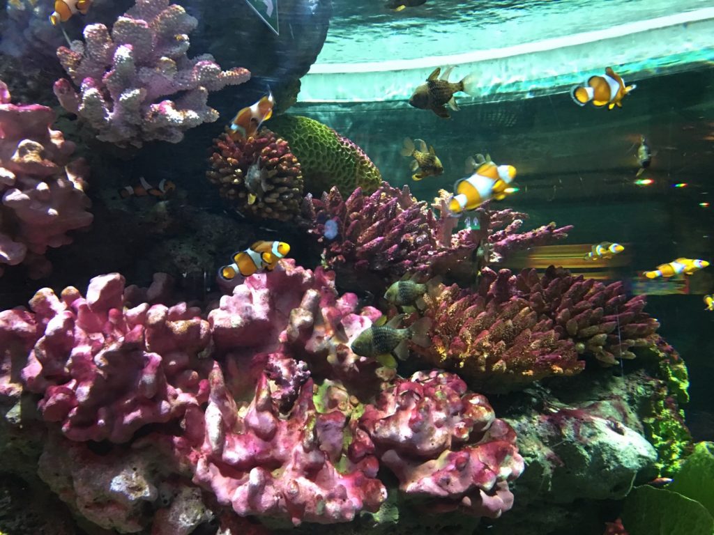 タイ,バンコク,水族館,サイアムオーシャンワールド,シーライフバンコク,サイアム駅,サイアムパラゴン,レジャー,観光,Sea Life Bangkok,ซี ไลฟ์ บางกอก โอเชียนเวิลด์