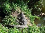 タイ,ニュース,2017年,カオヤイ,カオヤイ国立公園,旅行者,ワニ,怪我,Khao Yai,避暑地,観光地