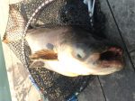 บึงสำราญ จังหวัด กรุงเทพมหานคร,Bungsamran Fishing Park,ブンサムラン・フィッシングパーク,タイ,バンコク,釣り,フィッシング,魚釣り,メコンオオナマズ,怪魚ハンター,旅行,観光,おすすめ,楽しい,グルメ,タイ料理2017年,最新,情報,移転,閉鎖