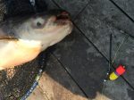 บึงสำราญ จังหวัด กรุงเทพมหานคร,Bungsamran Fishing Park,ブンサムラン・フィッシングパーク,タイ,バンコク,釣り,フィッシング,魚釣り,メコンオオナマズ,怪魚ハンター,旅行,観光,おすすめ,楽しい,グルメ,タイ料理2017年,最新,情報,移転,閉鎖
