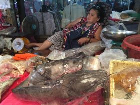 Naklua Fish Market,ランプ―マーケット,ナクルアマーケット,ローカル市場,タイ,パタヤ,魚,魚介類,マーケット,